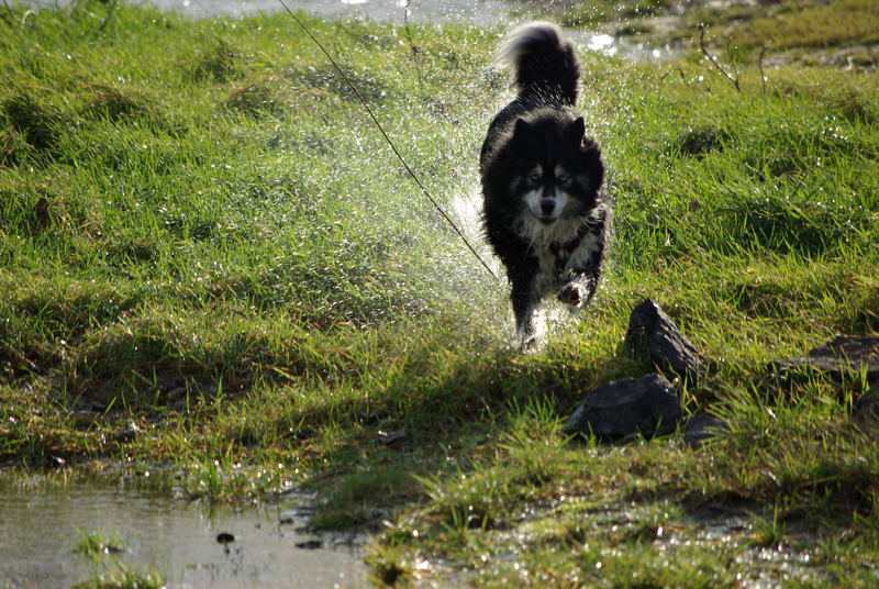 Husky Wasserspiele