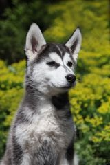 Husky-Welpe