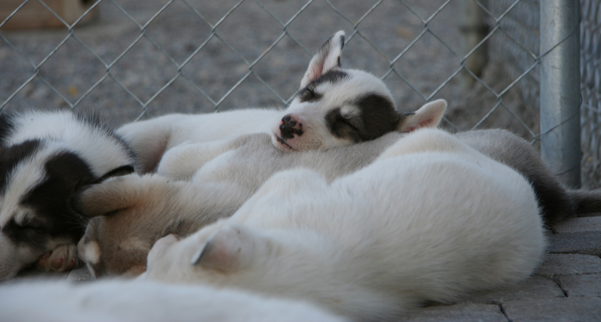 Husky Welpen schalfen2