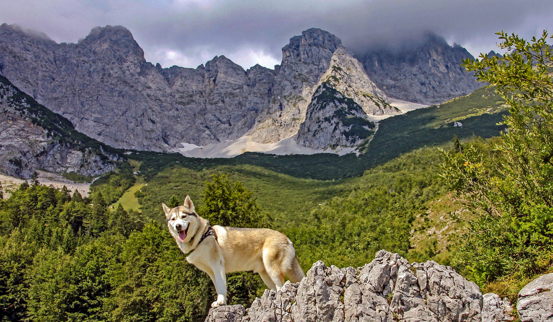 Husky & Wilder Kaiser