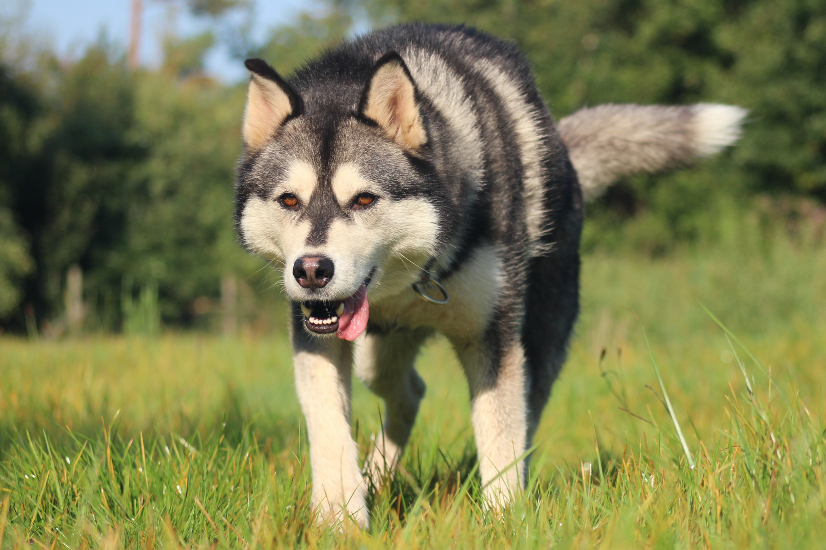 Husky*14