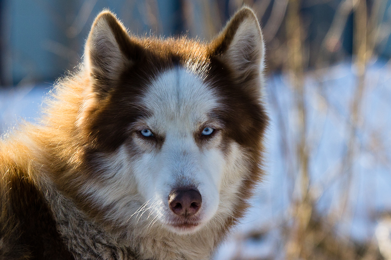 Husky(2)