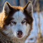 Husky(2)