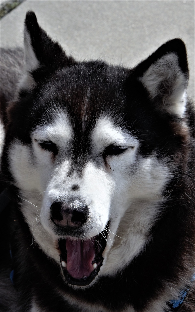 Husky_2