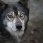 Huskyaugen