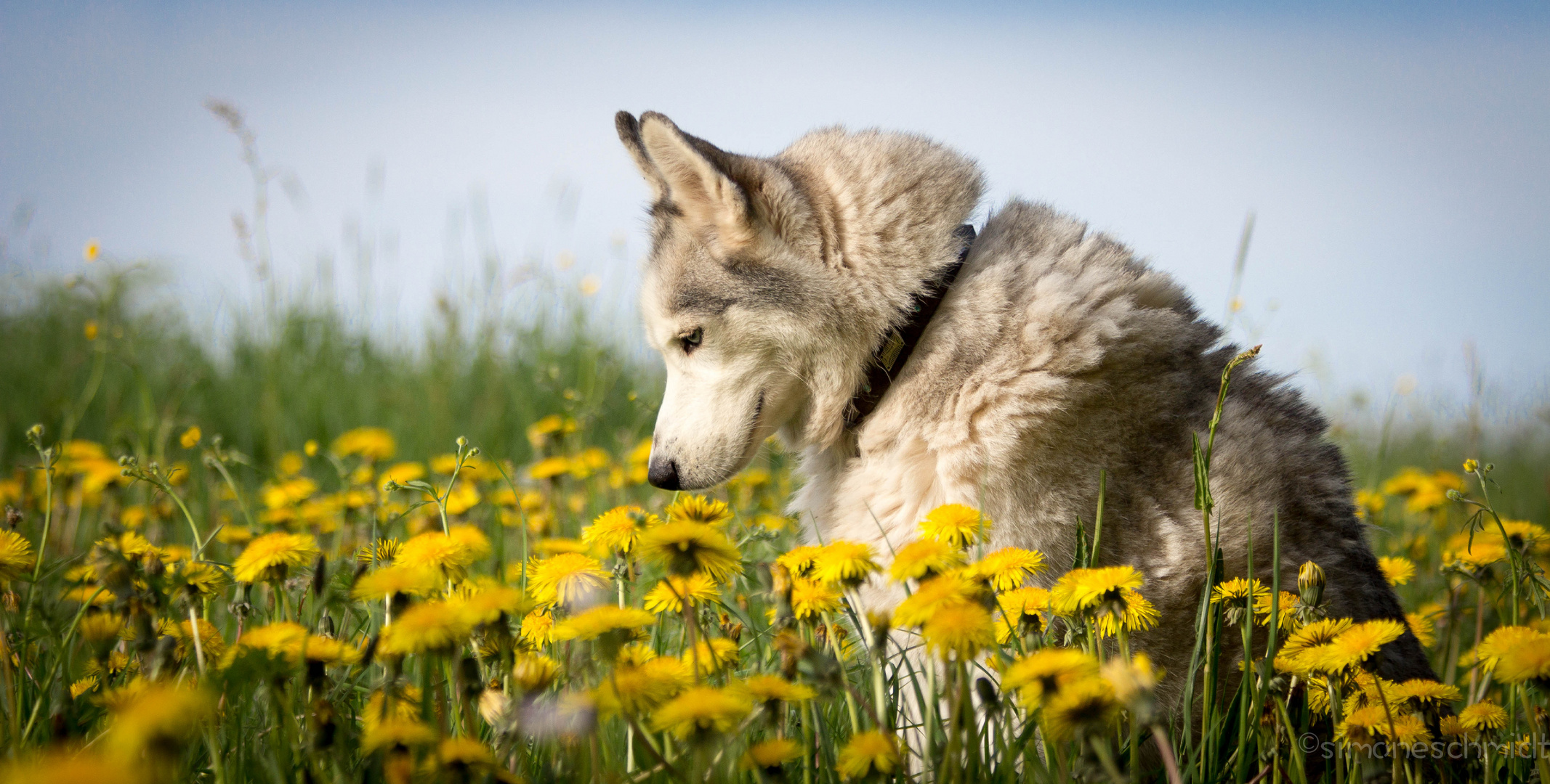 Husky.Holly.