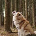 HuskyLiebe