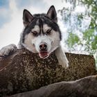 husky_malamute_mix