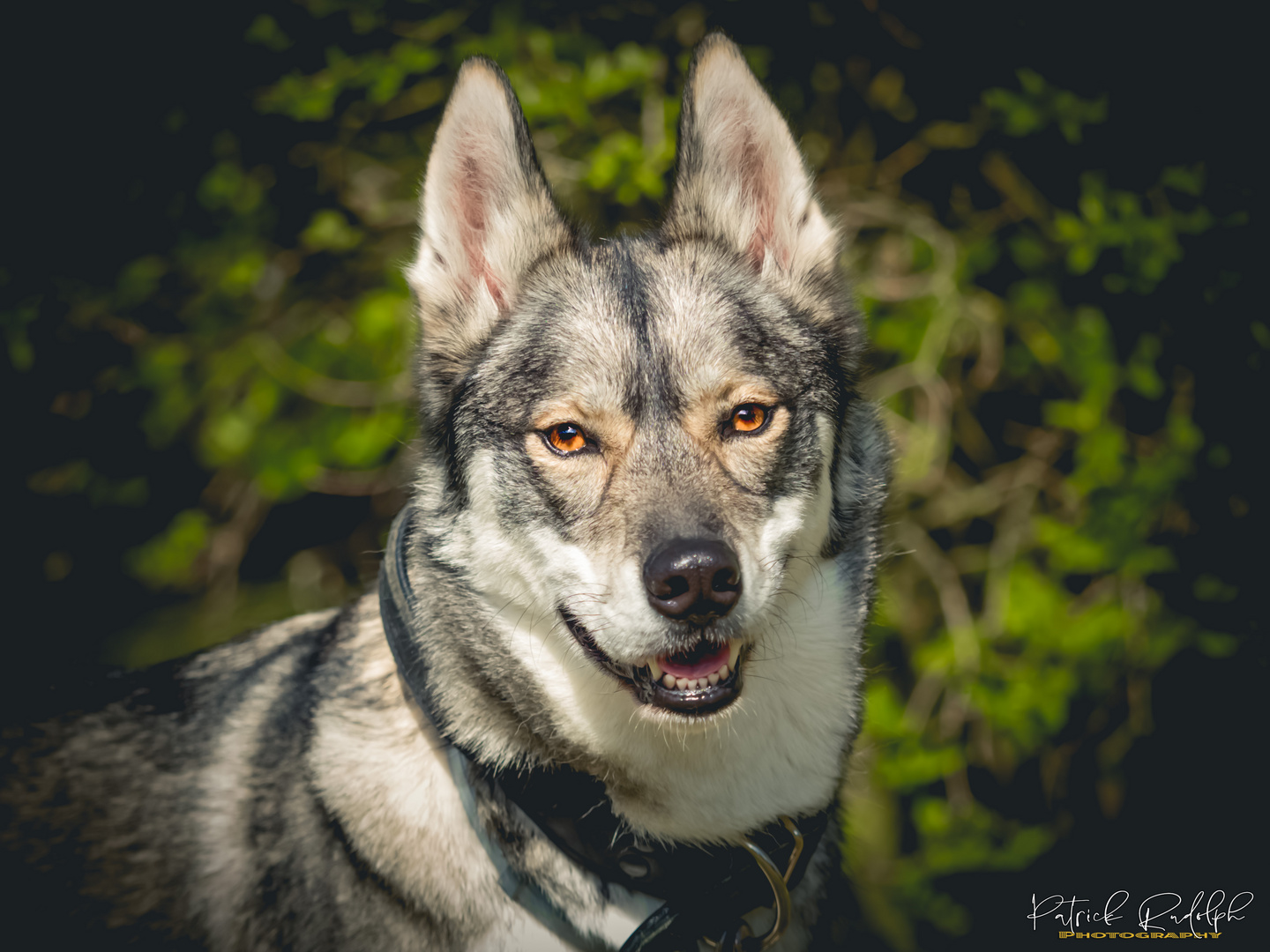 Huskyportrait