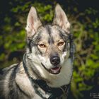 Huskyportrait