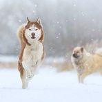 ...Huskypower...