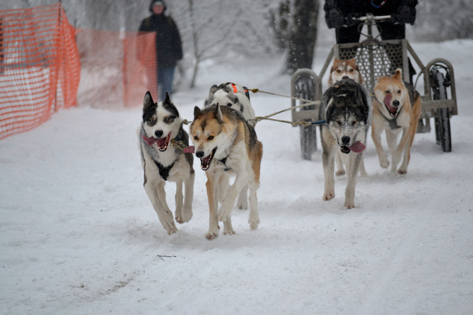 Huskyrennen