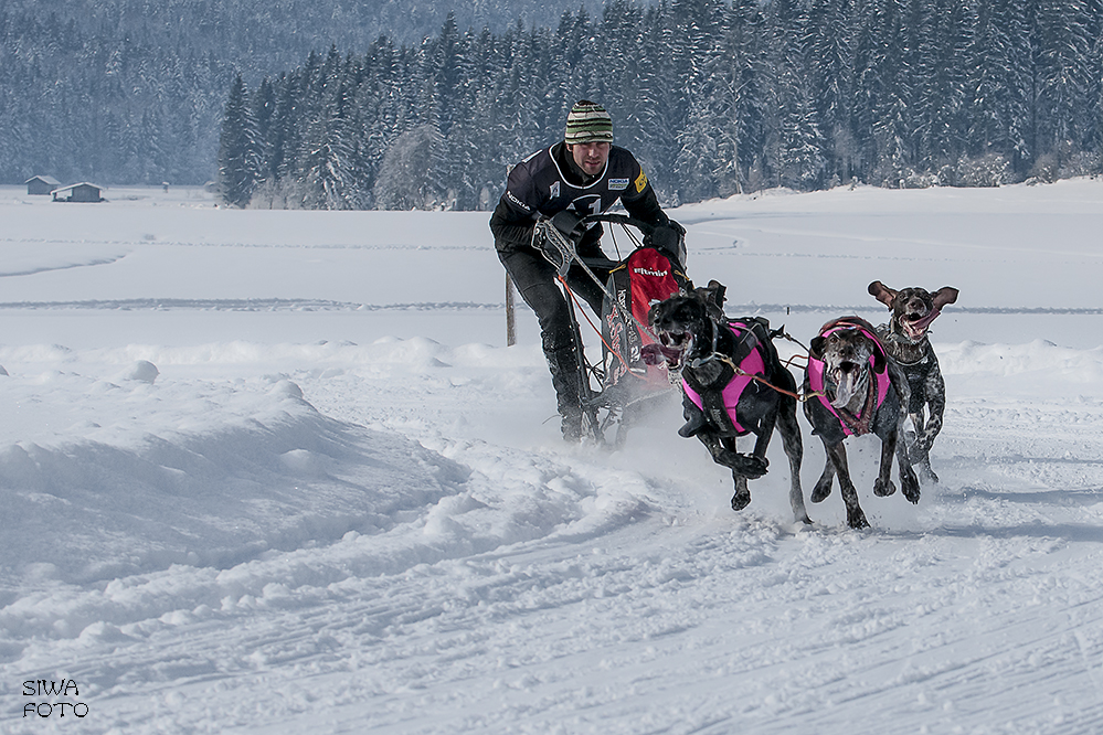 Huskyrennen Angerberg