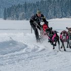 Huskyrennen Angerberg