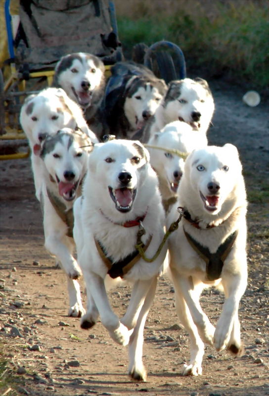 Huskyrennen das 2