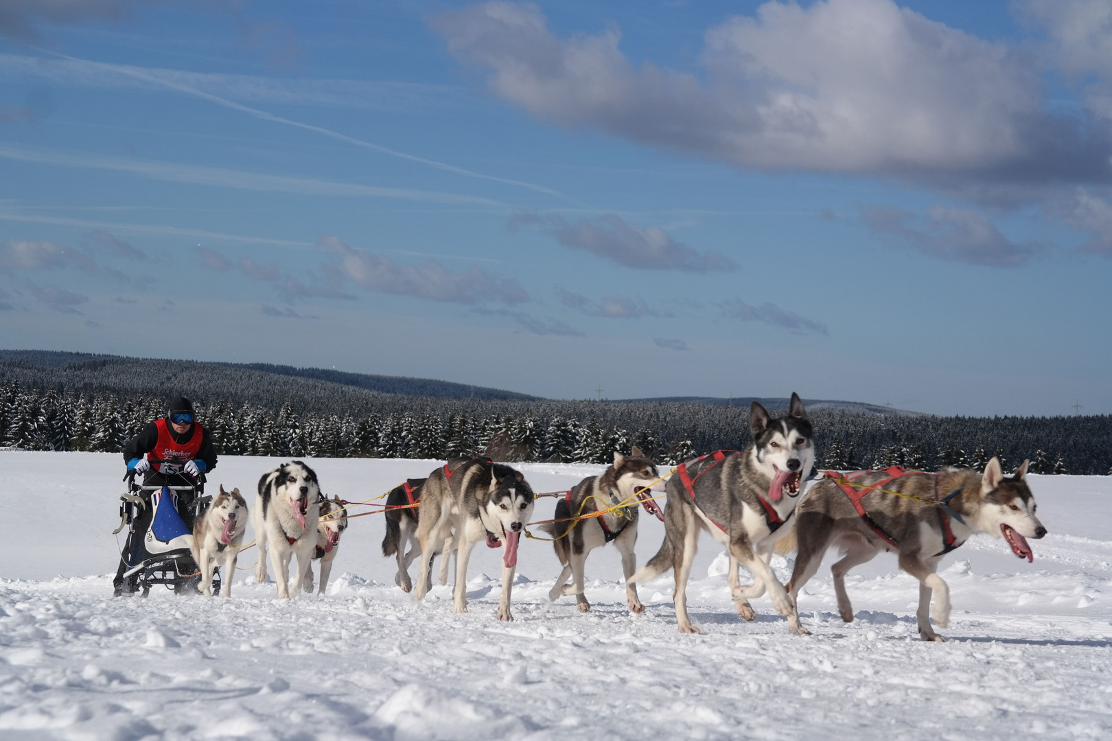 Huskyrennen