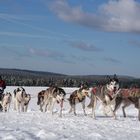 Huskyrennen