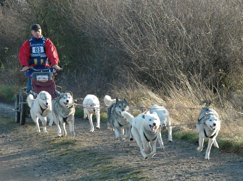 Huskyrennen in Soller