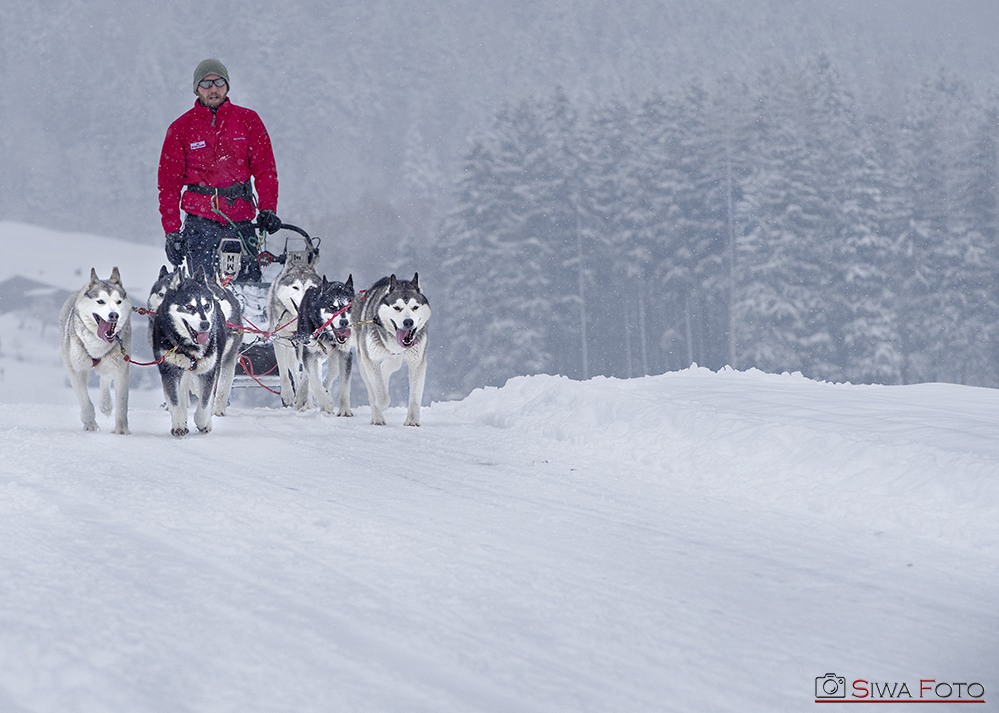 Huskyrennen Inzell