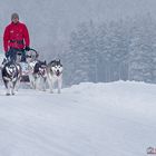 Huskyrennen Inzell