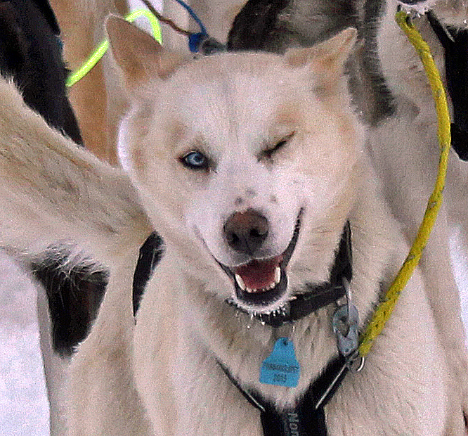 Huskys -2- Schlittenhund