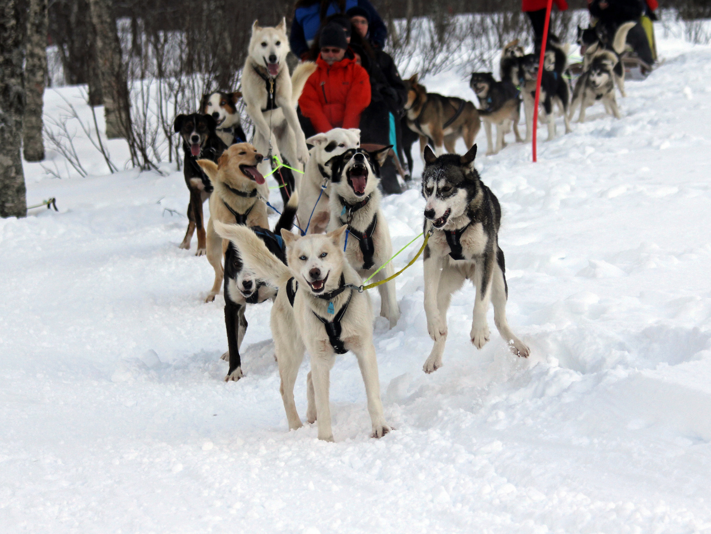 Huskys -3- Schlittenhunde