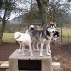 Huskys