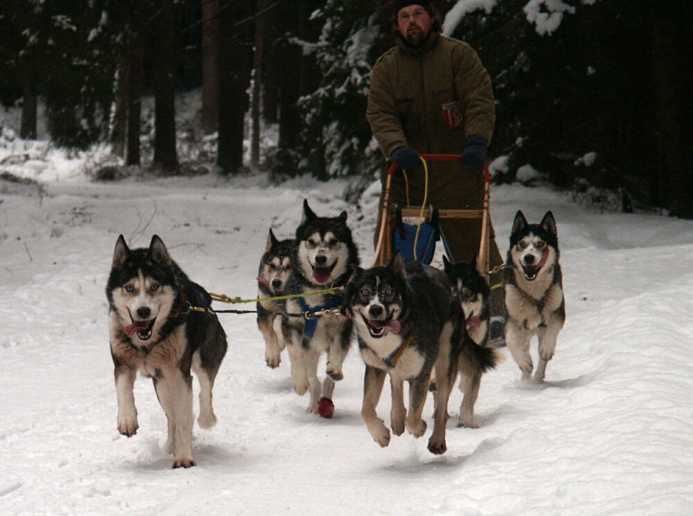 Husky`s