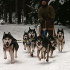 Husky`s