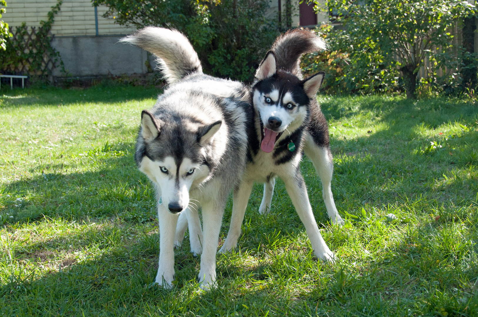 Husky´s beim spielen!!!