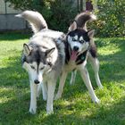 Husky´s beim spielen!!!