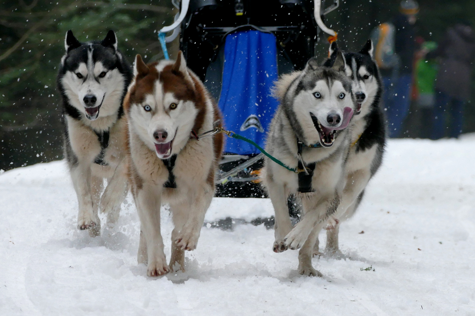 Huskys