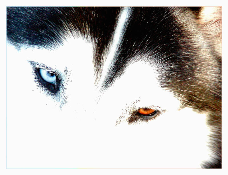 husky's eyes...