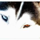 husky's eyes...