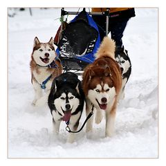 Huskys haben blaue Augen