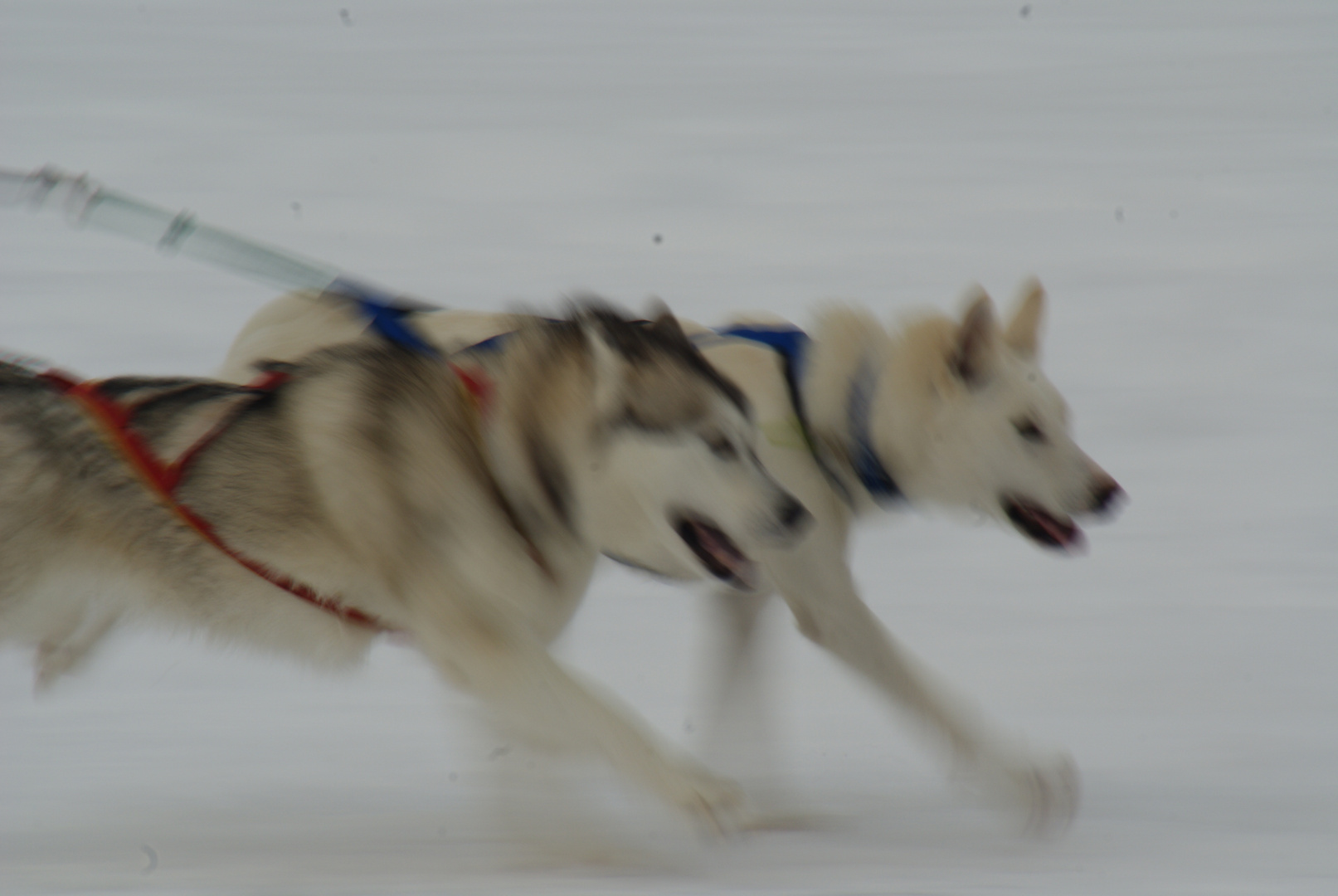 Huskys in Action