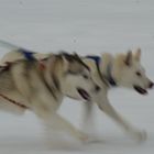 Huskys in Action