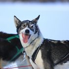 Huskys in ihrem Element