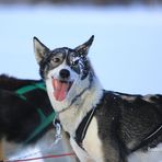 Huskys in ihrem Element