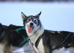 Huskys in ihrem Element