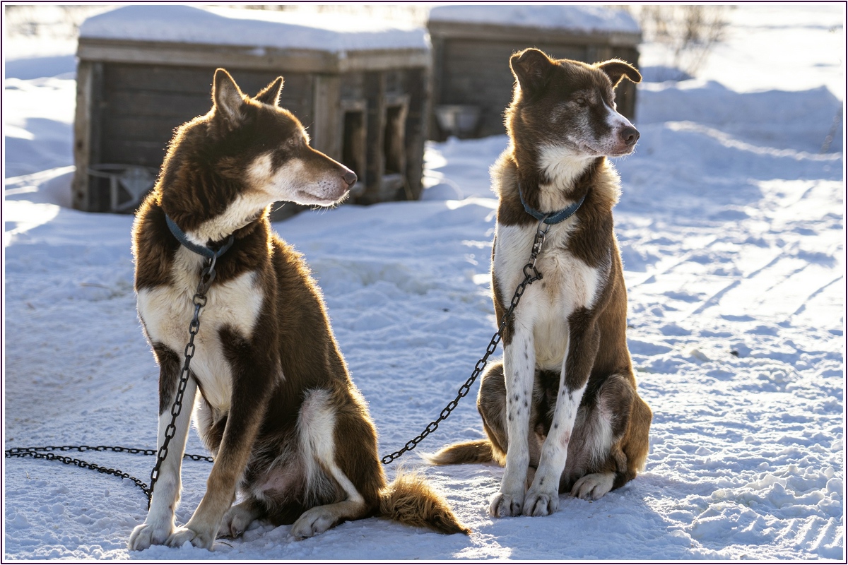 Huskys in Kirkenes