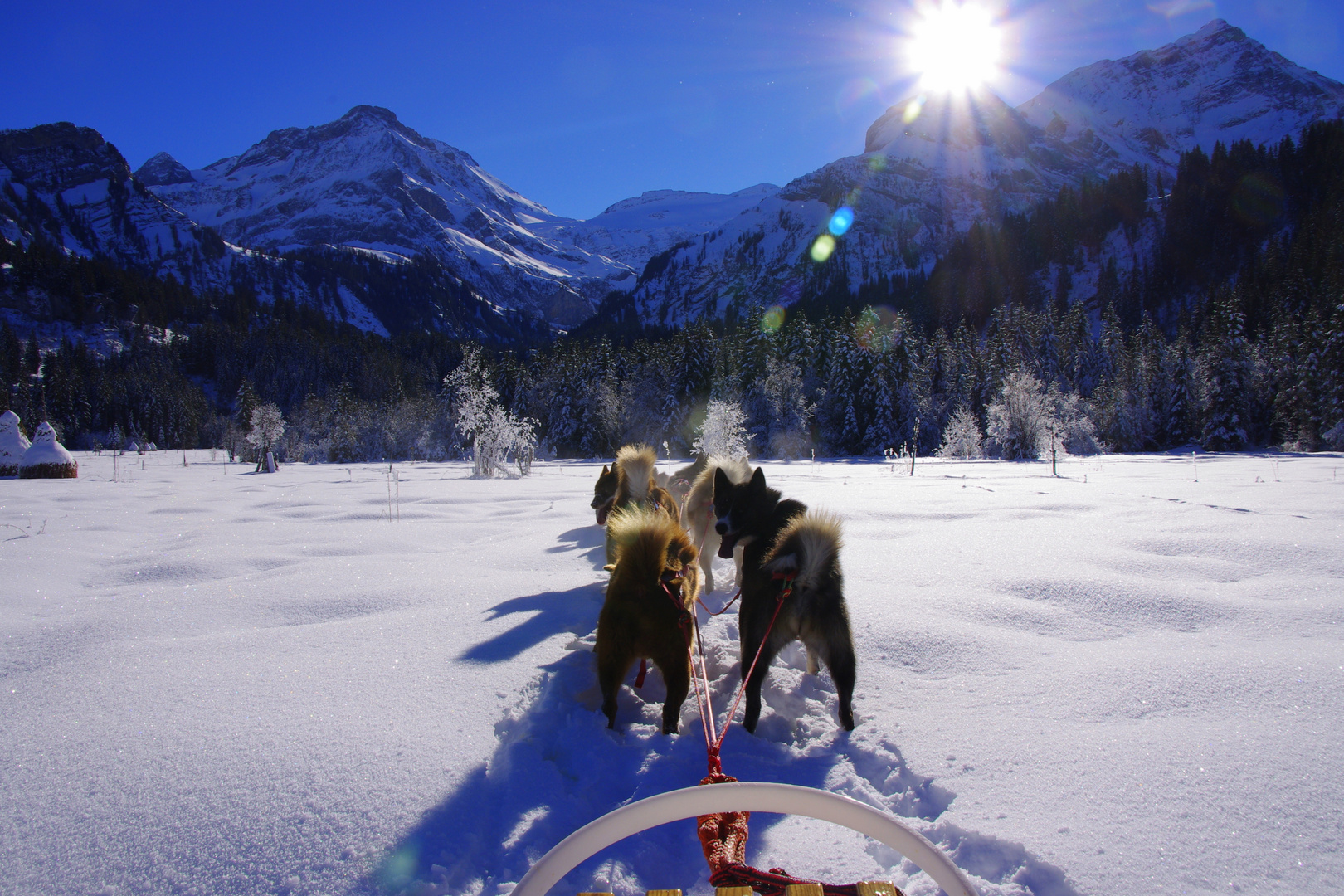 Huskys in Lauenen