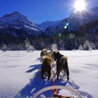 Huskys in Lauenen