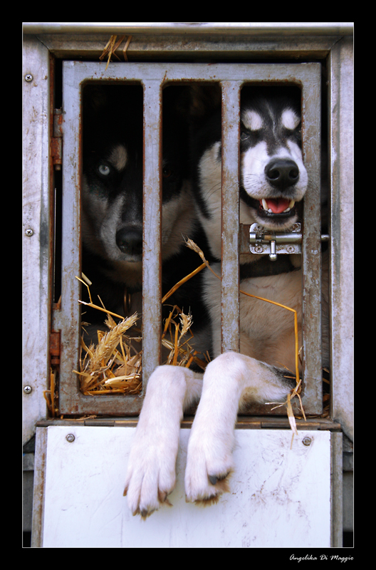 Huskys in the Box