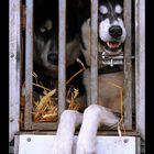 Huskys in the Box