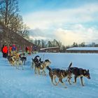 Huskys in Tromsø (Norwegen)