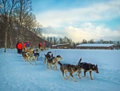 Huskys in Tromsø (Norwegen)