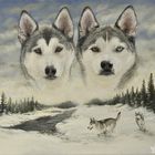 Huskys mit Acryl