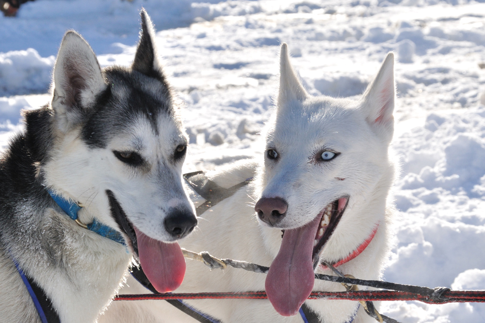 Huskys nach der "Arbeit"