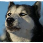 Huskys und ihr einzigartiger Silberblick